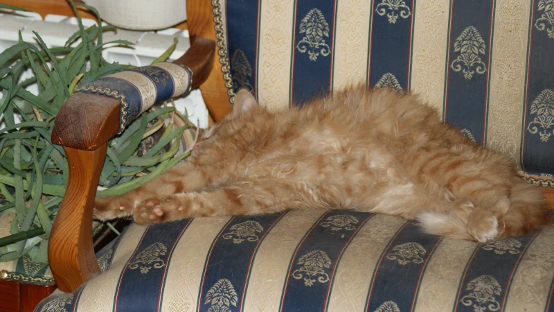 Фентон изучает корни