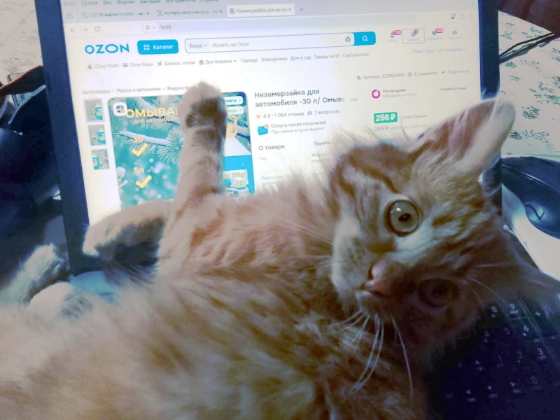 Фентон полез в интернет