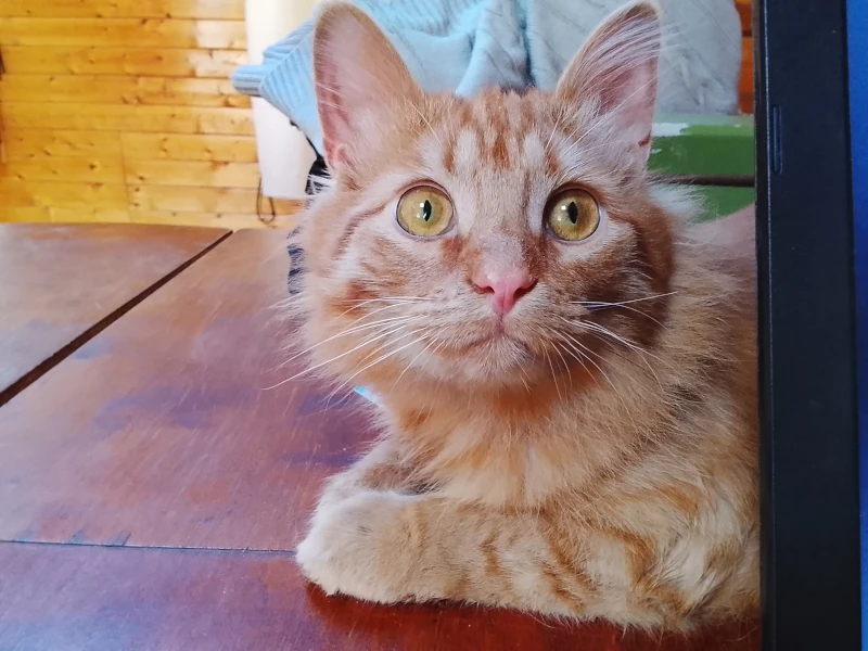 Фентон-философ