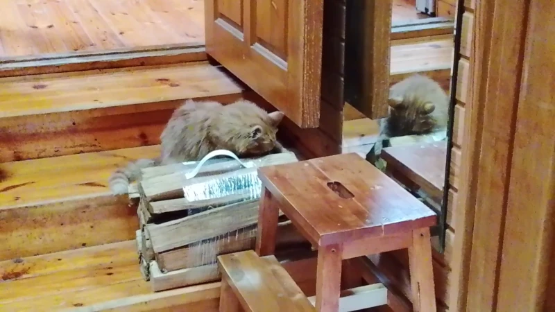 Фентон инспектирует дрова