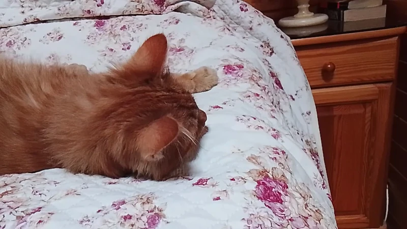 Фентон на сосновой кровати