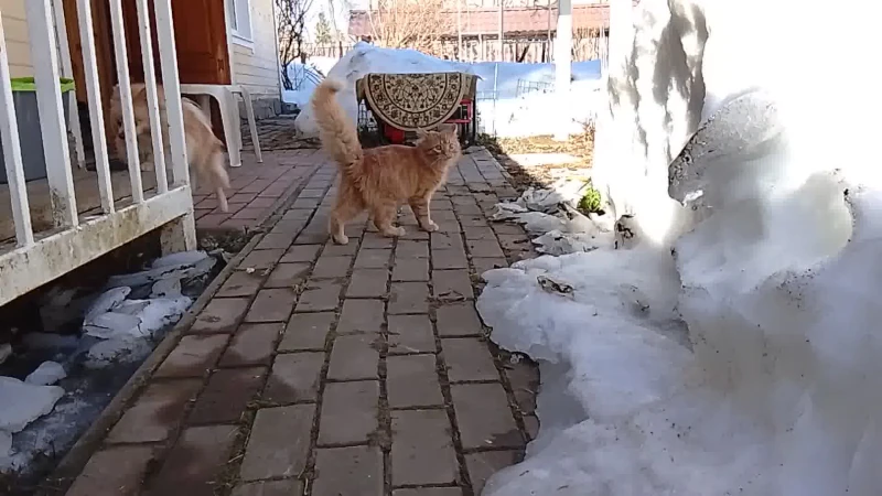 Фентон на сухой дорожке