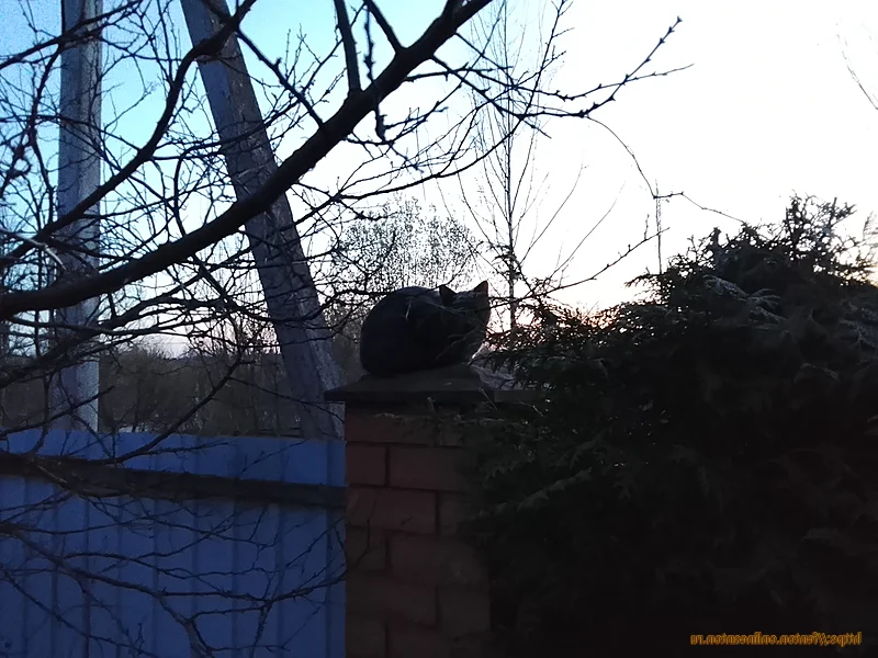 Фентон следит за туями