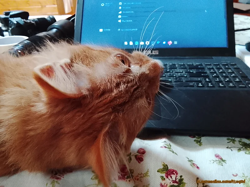 Фентон следит за трафиком