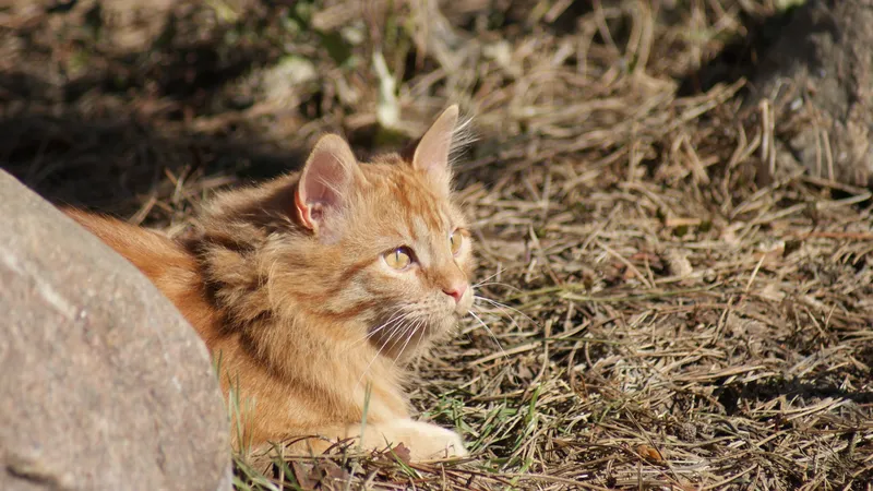Фентон и большой камень
