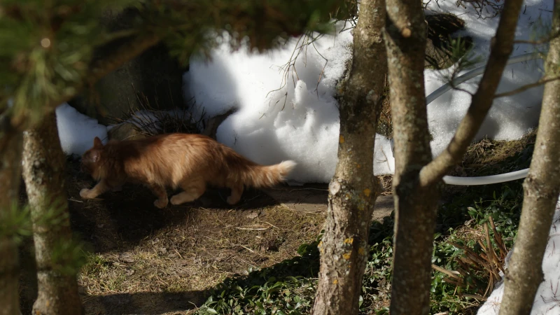 Фентон в засаде