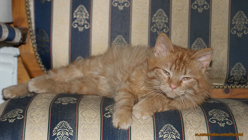 Фентон изучает список IP-адресов