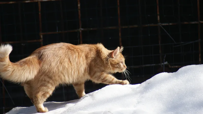 Фентон на снежнике