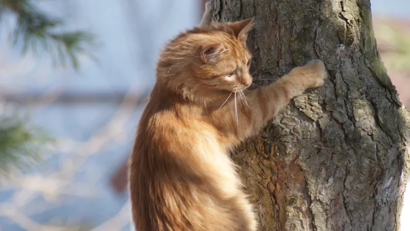 Фентон на дереве