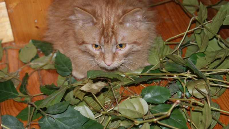 Фентон в березовых ветках